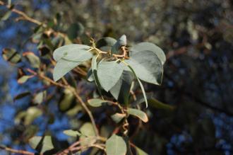 Eucalyptus gunnii leaf (01/11/2011, London)