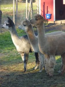 Alpaca Farm Visit