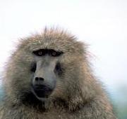 Baboon