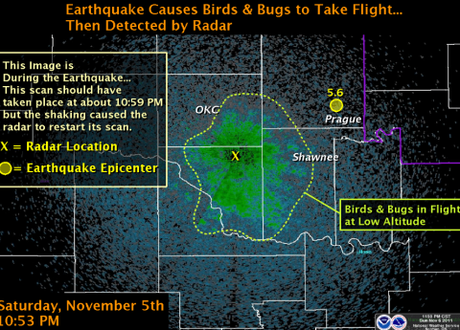 Oklahoma earthquake causes mass bird, bug flight, apocalyptic terror