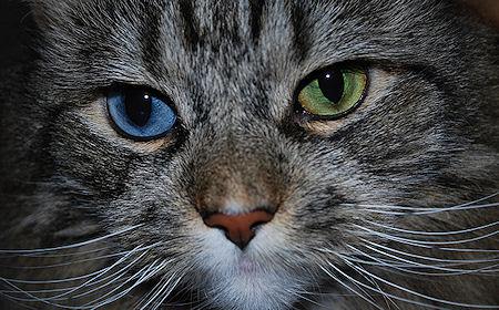 Heterochromia In Cats
