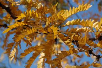 Gleditsia triacanthos autumn leaf (01/11/2011, London)