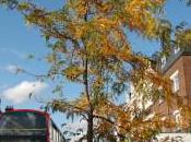 Plant Week: Gleditsia Triacanthos