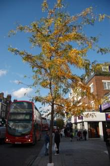 Gleditsia triacanthos autumn (01/11/2011, London)