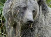 Featured Animal: Grizzly Bear