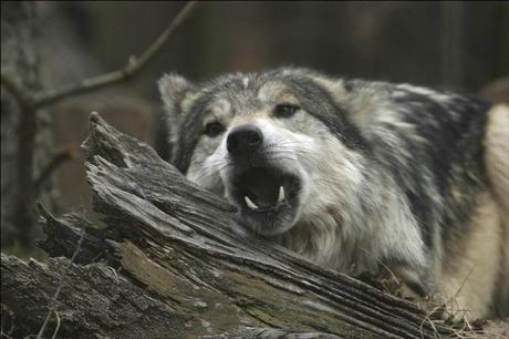 Mexican Wolves (2) Will be Released in Arizona