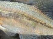 Oregon Chub Possibly Removed from Endangered Species List