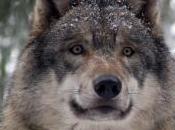 Comment Period Grey Wolf’s Fate Endangered Species Re-Opened