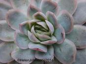 Foliage Follow February 2014 Succulents