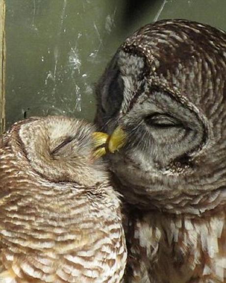 owl kiss