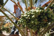 0224-OBOYCOTTISRAEL-date-palm_full_380