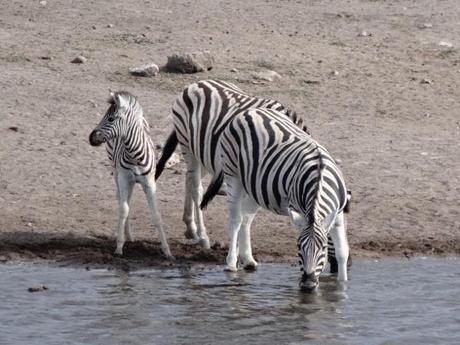 The zebras and other animals slowly return to the watering hole.