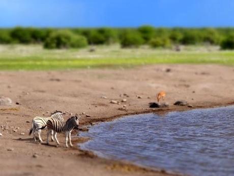 Zebra, Springbok, Giraffes, and more!