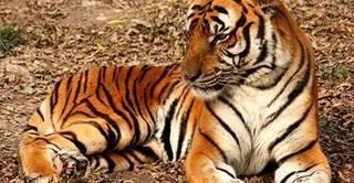 Save Tiger From Torture and Execution