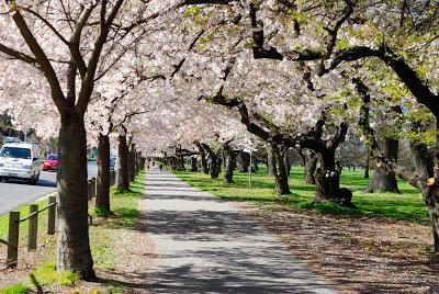 Cherry Blossom in September :)