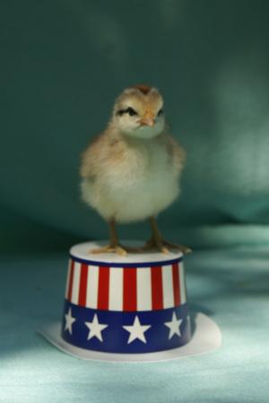 presidential chick