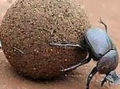 Dung Beetle Award Goes To...