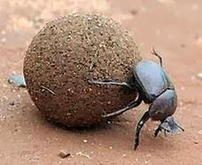 The Dung Beetle Award goes  to...