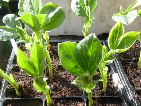 broad bean shoots