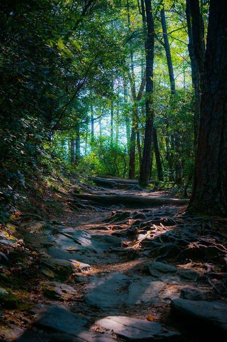 A rocky running trail in the forest