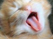 Facebook Offers Gender Choices