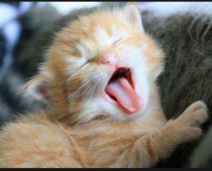 cat yawn