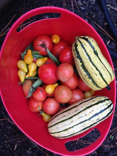 tomatoes and squash