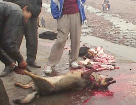 dog being skinned