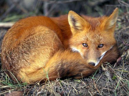 red-fox_679_600x450 fox