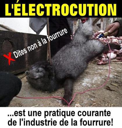 anal electrocution