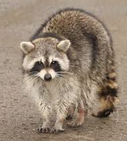 Racoon