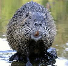 Beaver