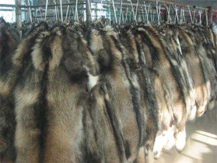 hanging pelts