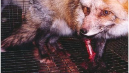 Mutilated fox