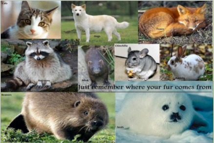 furbearing animals