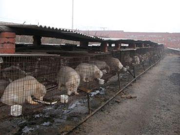 dogs on fur farm