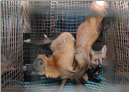 caged foxes