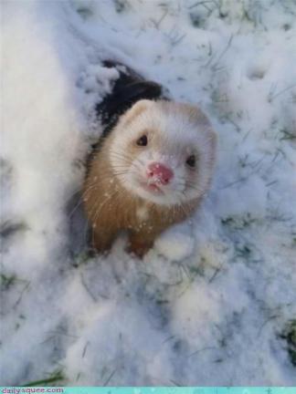 cute mink in snow