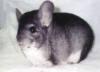 chinchilla