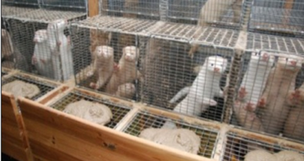 Caged Minks