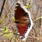 Mourning Cloak Butterfly