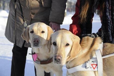 Guide Dogs you may not have heard of before