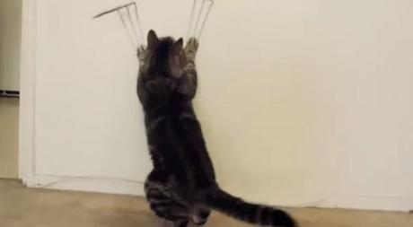 wolverine-cat