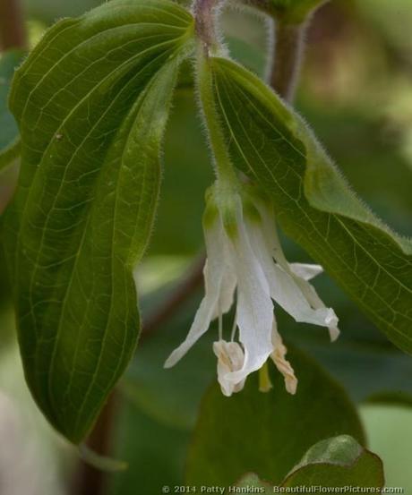 Fairy Bells © 2014 Patty Hankins