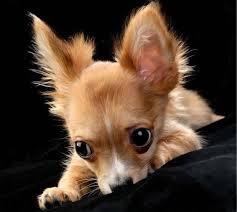 dog nipping