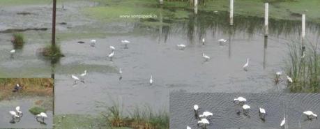 the winged visitors of Pallikaranai marsh .... 'philopatric' .... !!