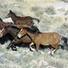 Elko, NV To Donate $10K To Fund Wild Horse Slaughter Suit
