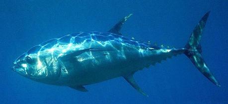 A bigeye tuna