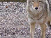 Have Seen Coyotes Your Neighborhood?