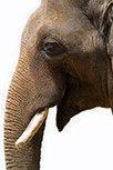 Elephants Comfort Each Other in Distress: Study